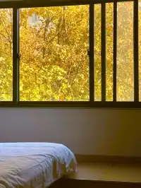 南京12月絕美秋色|玄武日落與鐘山秘境