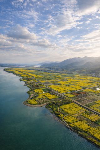 ห่างจากตัวเมืองเพียงหนึ่งชั่วโมง! ทุ่งดอกเรพซีดกว่า 5,000 เอเคอร์กำลังบานสะพรั่งเต็มที่