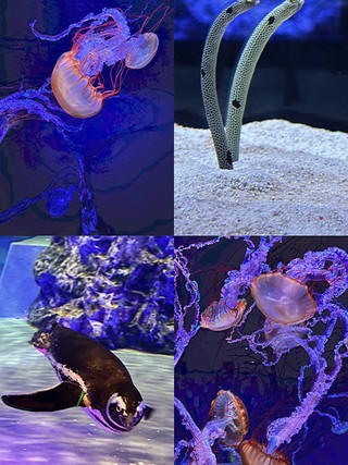東京晴空塔的海洋奇觀，墨田水族館！