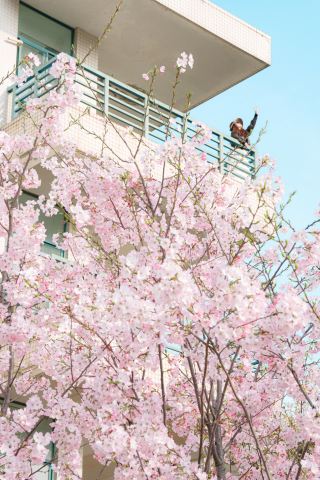 ซากุระถ่ายรูปสวยงามมาก