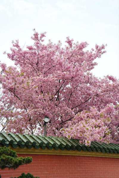2026年上海で最も美しい桜の木を解放！交大のこの一本は最高！ | Trip