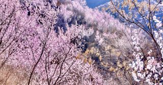 ภูเขาเต็มไปด้วยดอกท้อ ปักกิ่ง