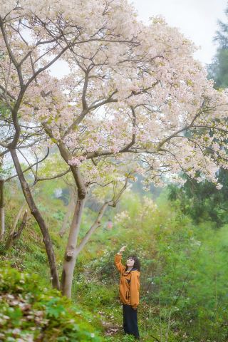 03.29 ภาพจริง | เส้นทางเดินป่าสำหรับครอบครัว ชมดอกตังบานสะพรั่งสวยงาม!