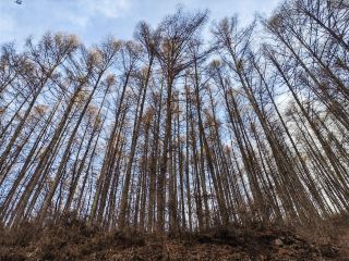 五一逃離人海！來薩爾滸承包整片森林吧