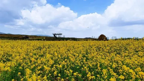 The rapeseed flower sea in Shanzhai Township is in full bloom, welcoming spring with golden romance — traveler post in Huating