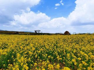 山寨鄉油菜花海盛放，金色浪漫迎春