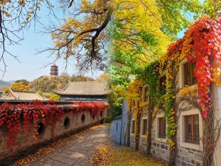 Instantly transported to the Republic of China era of 1926! Who would understand?! No need to join a film crew, right next to Chengdu, you can directly step into the real old days of the Republic of China: blue bricks and gray tiles, old electricity...