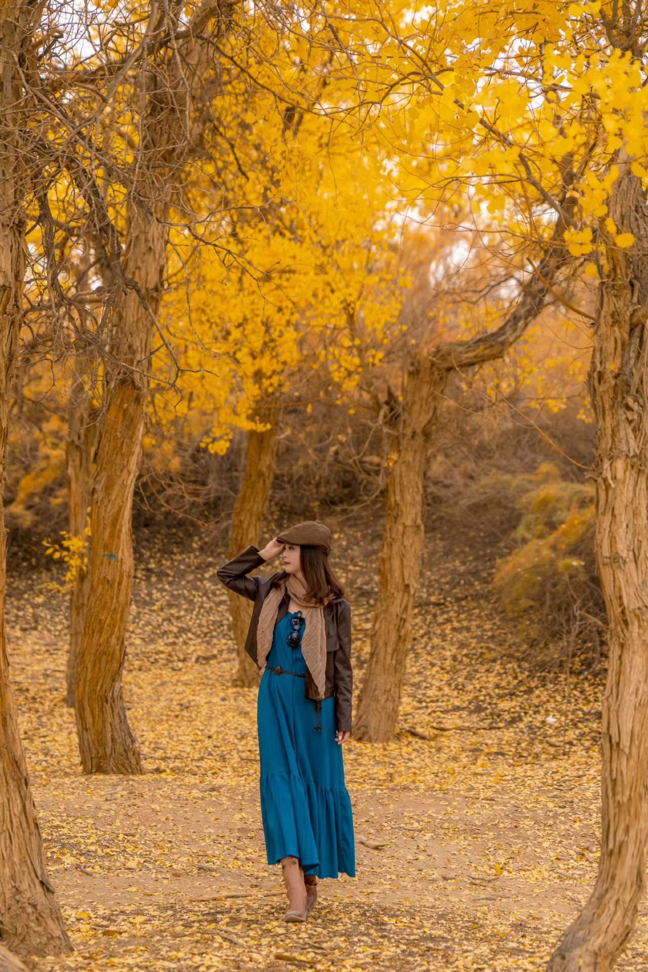 Jinta Desert Poplar Forest Travel Guide