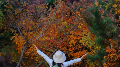 Shot on Oct 18 🍁 A date with autumn in the Beijing suburbs — traveler post in Beijing