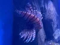 Amazing Animals at Ocean Park Hong Kong! 