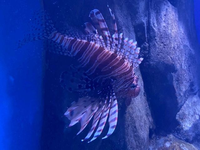 Amazing Animals at Ocean Park Hong Kong! 