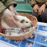 ふれあい広場〜野毛山動物園〜