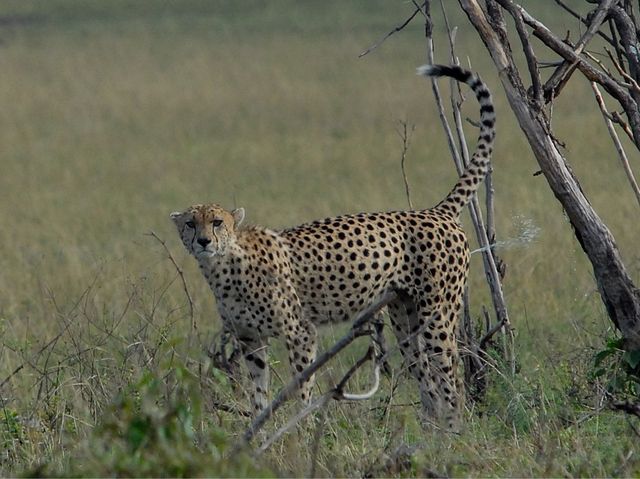東非masai Mara 帳幕酒店動物大遷徙