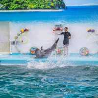  ดูแมวน้ำ 🦭 เล่นกับโลมา 🐬
Dolphins Bay Phuket