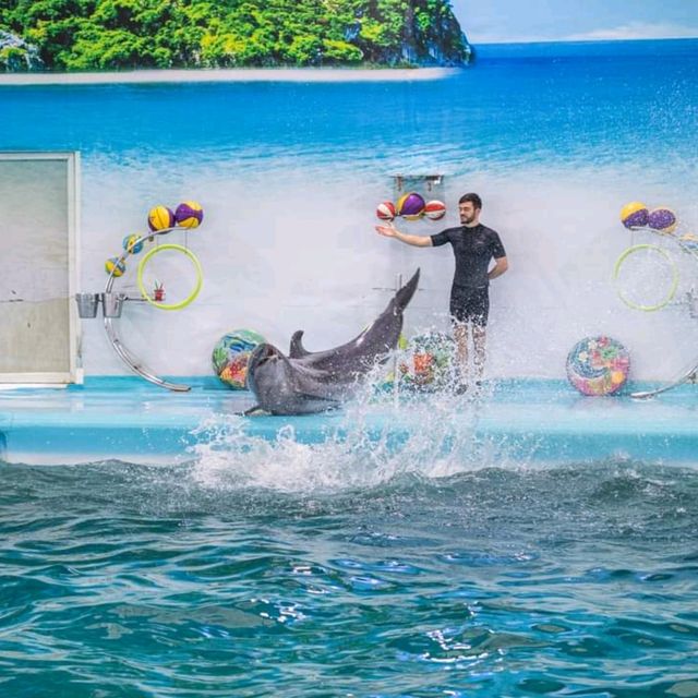  ดูแมวน้ำ 🦭 เล่นกับโลมา 🐬
Dolphins Bay Phuket