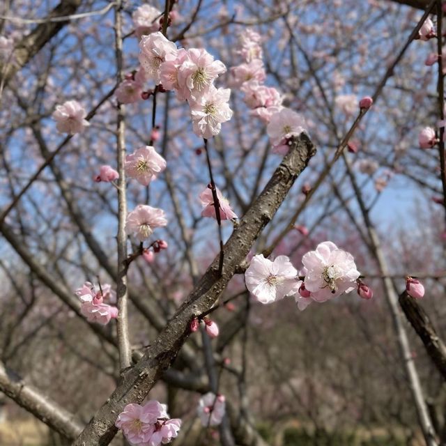 매화축제 보러 떠난 광양 여행
