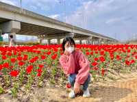 화명생태공원 튤립 ! 봄에는 튤립도 있어요🌷