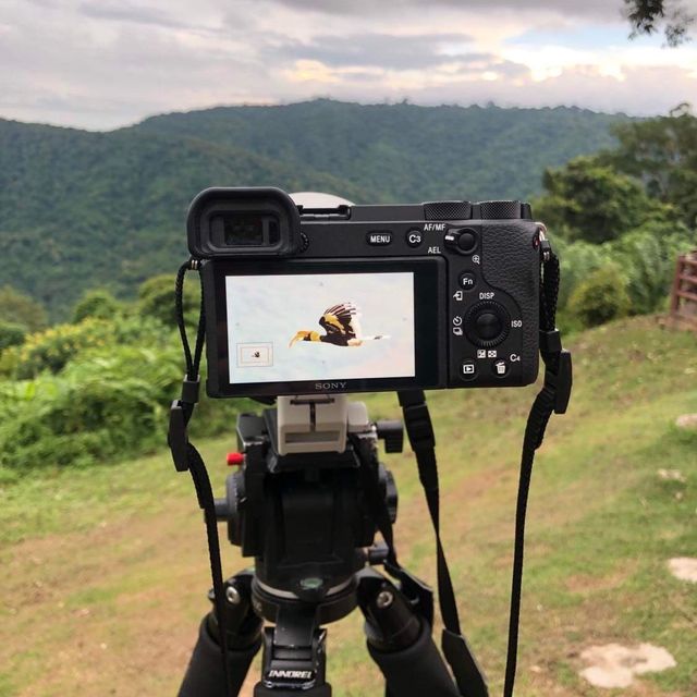 Wreathed Hornbill - Almost extinct Bird in 🇹🇭