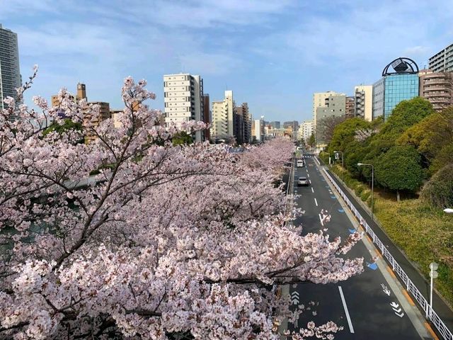 Strolling around Kiba Park