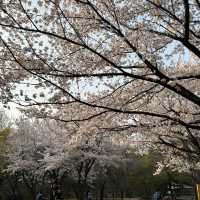 여기가 🌸벚꽃맛집🌸 이라던데요?