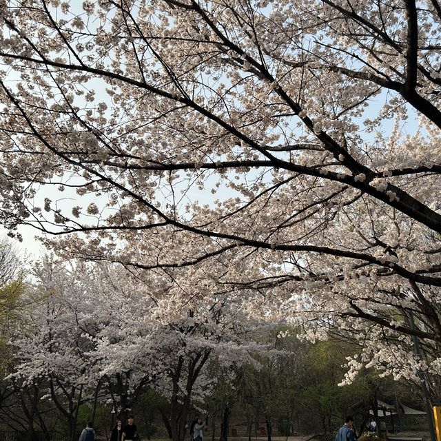 여기가 🌸벚꽃맛집🌸 이라던데요?