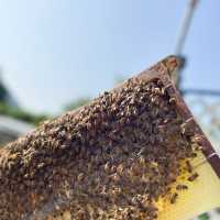 第一次黎到小蜜蜂之家🐝近距離接觸佢地！🐝