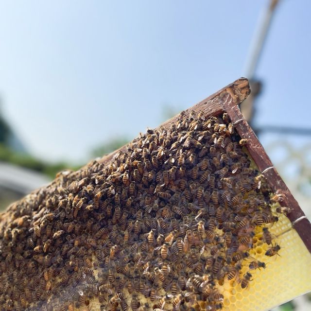 第一次黎到小蜜蜂之家🐝近距離接觸佢地！🐝