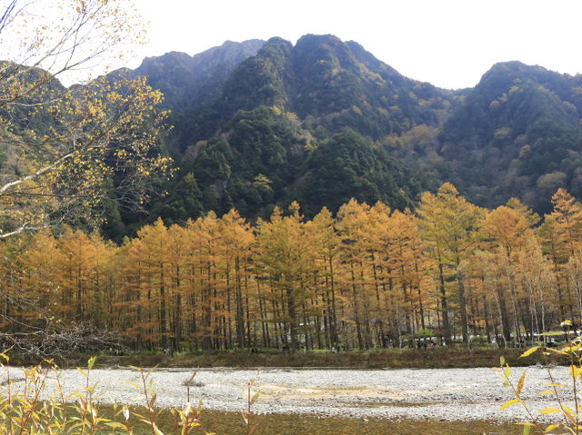 Mùa thu Kamikochi,nagano,japan
