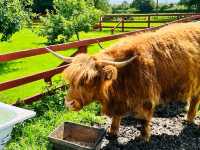 Gentle Giant Cows of Scotland! 🏴󠁧󠁢󠁳󠁣󠁴󠁿