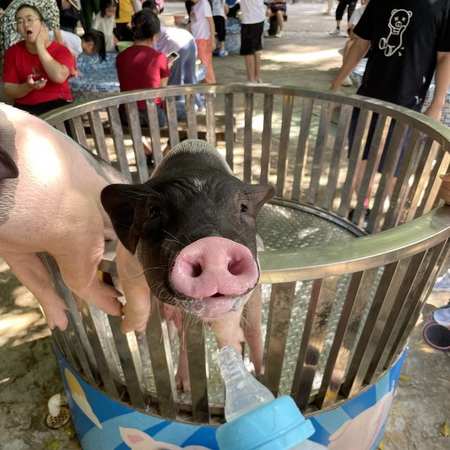 中國深圳｜野生動物園親親長頸鹿🦒小香豬🐷