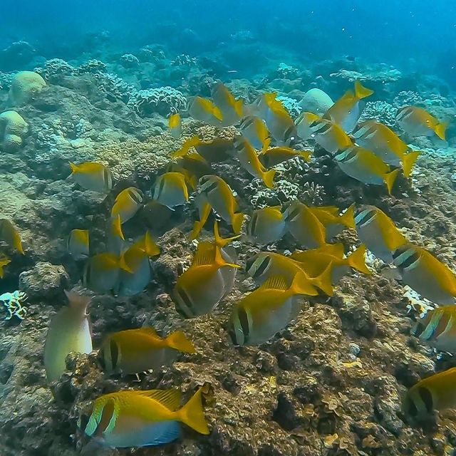 เที่ยวเกาะเต่า🐢นอนรีสอร์ทใกล้ชายหาดอันดับโลก