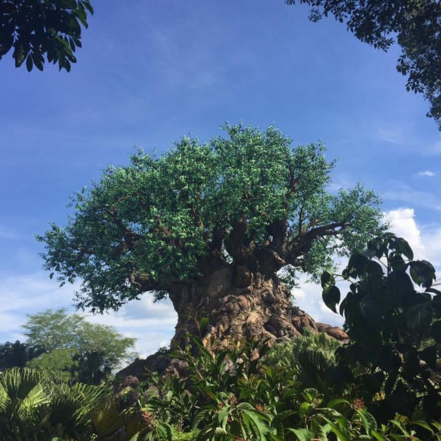 เที่ยวเล่น เต้นด้วยกันที่ Animal Kingdom 