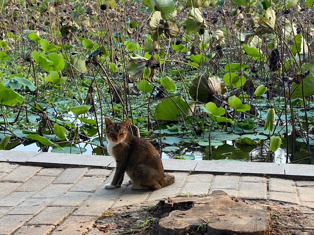 賞湖賞花賞貓@深圳洪湖公園 賞湖賞花賞貓@深圳洪湖公園