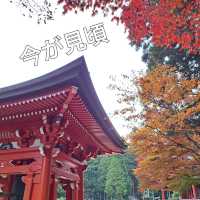 【絶景】比叡山の紅葉2023年