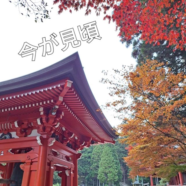 【絶景】比叡山の紅葉2023年