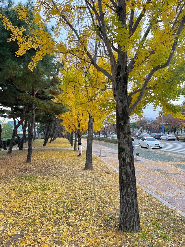 강아지와 단풍놀이 하고왔어요 대구 스타디움