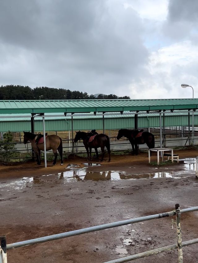 済州島で乗馬体験がオススメすぎます！