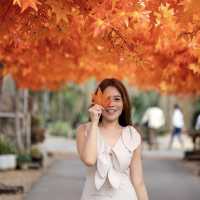 อุโมงค์เมเปิ้ลก็แค่กาญจนบุรี