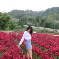 ไฮเดรนเยีย คาเฟ่ เขาค้อ - Hydrangea Cafe 