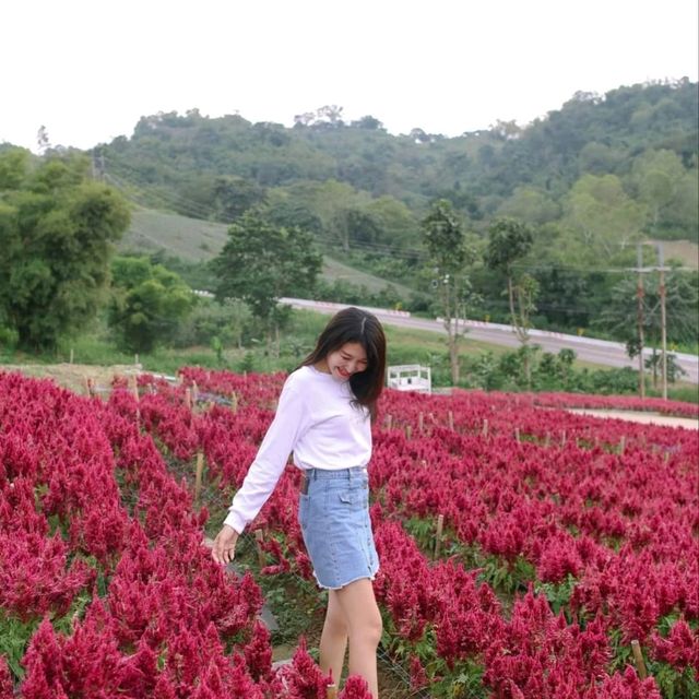 ไฮเดรนเยีย คาเฟ่ เขาค้อ - Hydrangea Cafe 