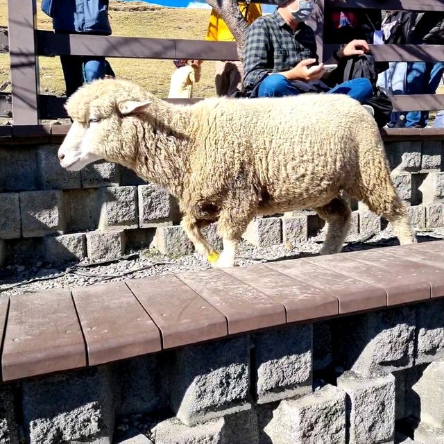 Cutie Little Sheeps At Cingjing Farm