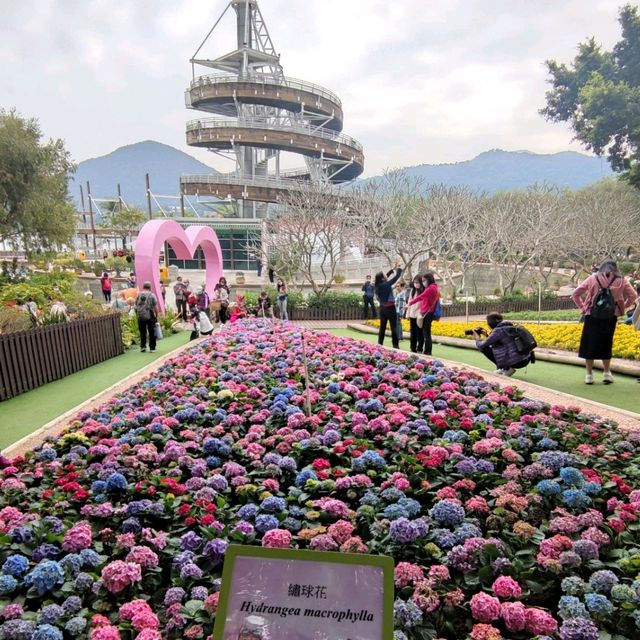繁花季節~絢麗多姿~七彩繡球~賞心悅目