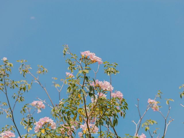 ชวนเดินชิล สวนป่ากลางกรุง ฟีลเมืองนอก