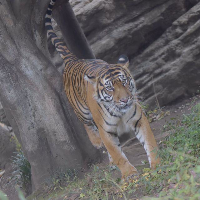 成田空港から一本「上野動物園」