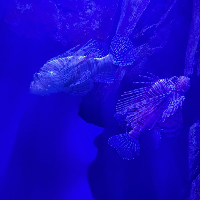 香港親子好去處-旅遊景點之一 海洋公園