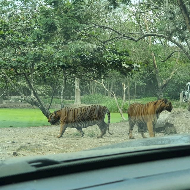 3โซนห้ามพลาด เมื่อมาเที่ยวซาฟารีเวิลด์!