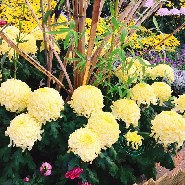 親子出遊好去處🌺🌸🌷 Shilin Residence Park (士林官邸公園) 🌹🌼🌻