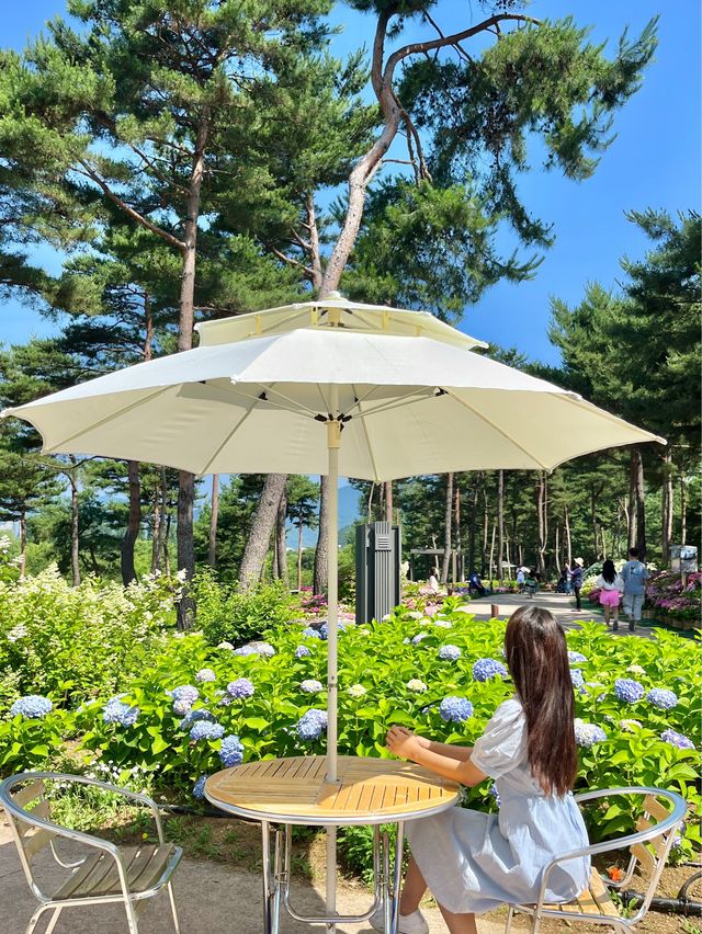경기도 수국축제는 자라섬에서 진행~ing📸