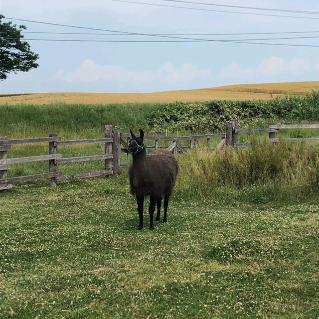 Kids Friendly Farm Chiyoda in Biei