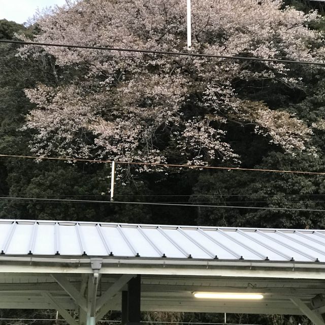 👭好想去多次·白濱♨️
